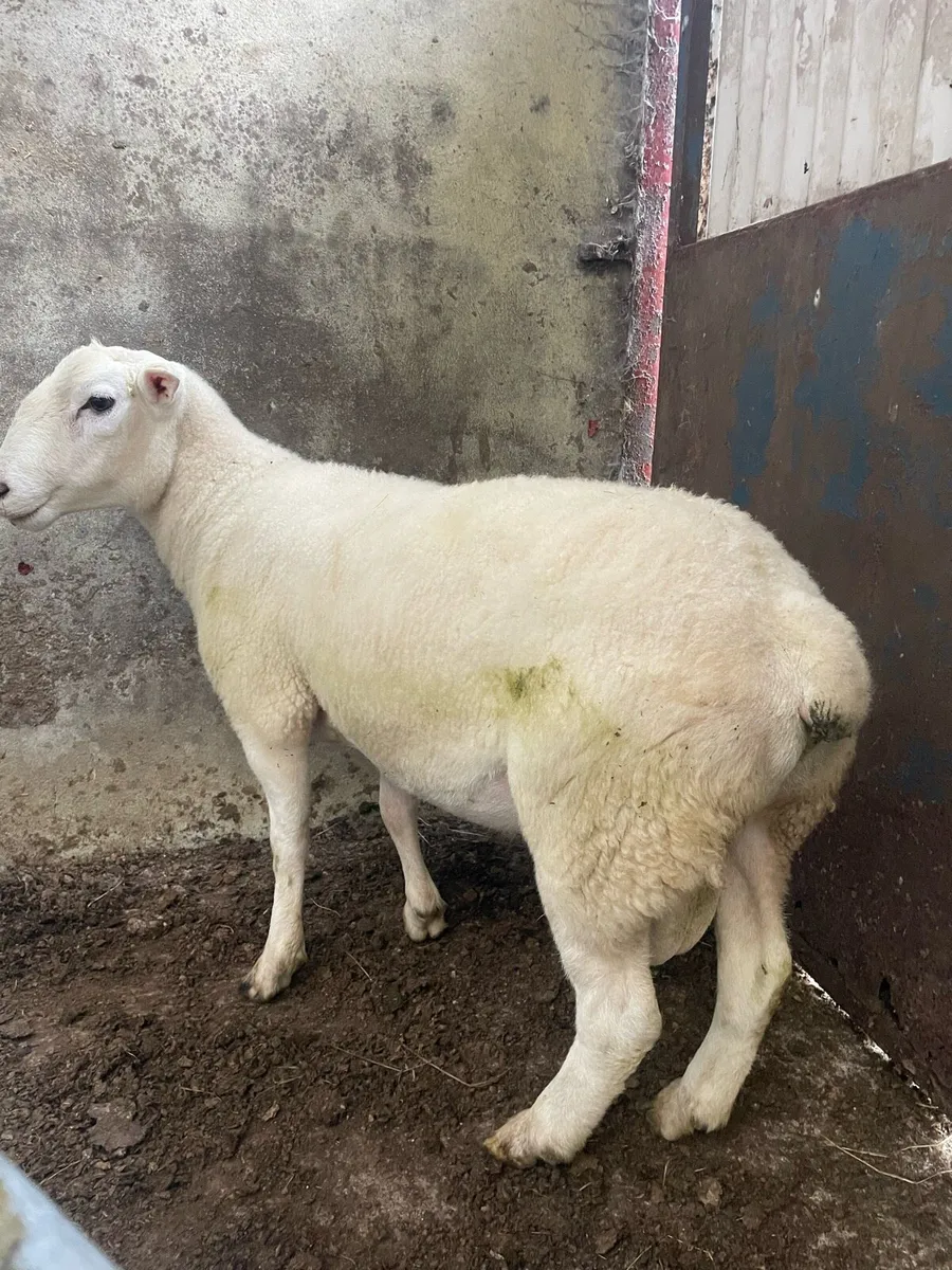 Easycare Hogget Ram - Image 3