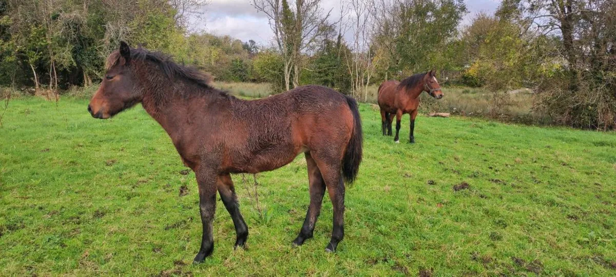 Quality Connemara Filly Foal - Image 2