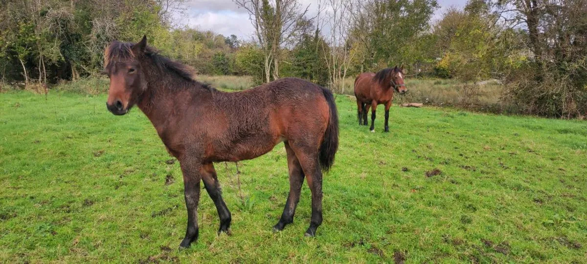 Quality Connemara Filly Foal - Image 3