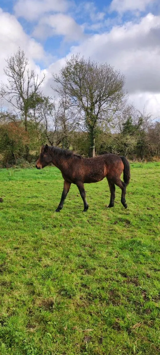 Quality Connemara Filly Foal - Image 4