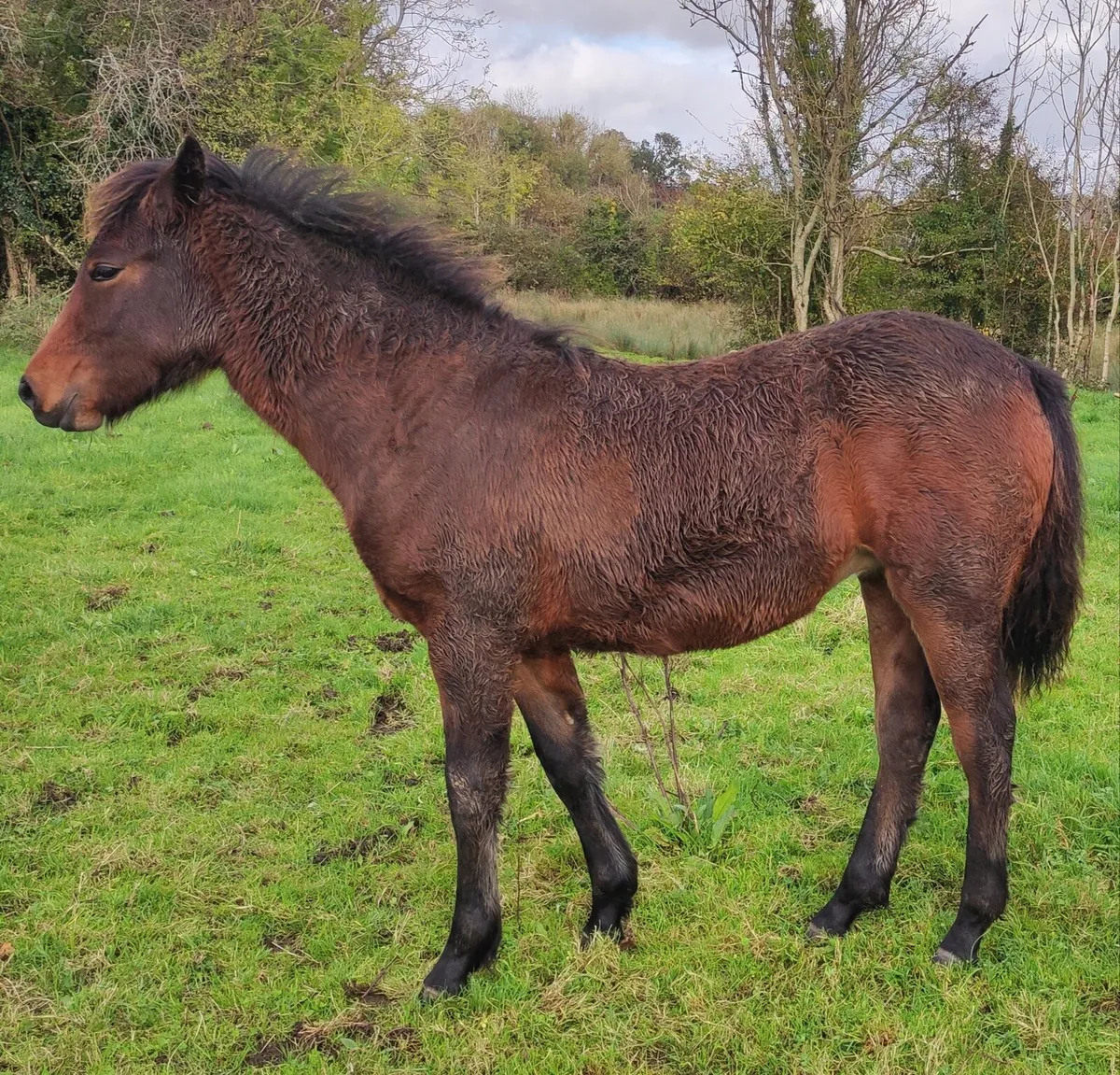 Quality Connemara Filly Foal - Image 1