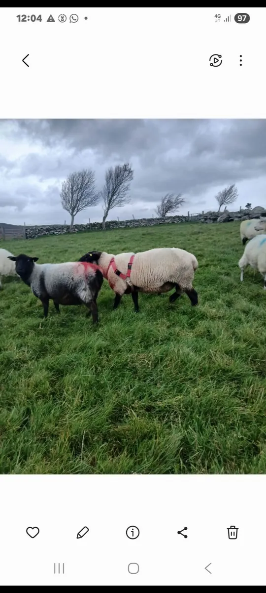 Suffolk ram - Image 1