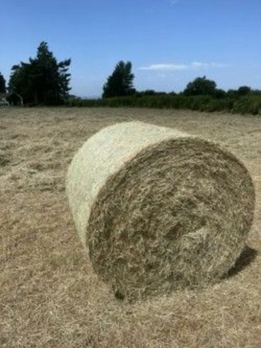 Hay