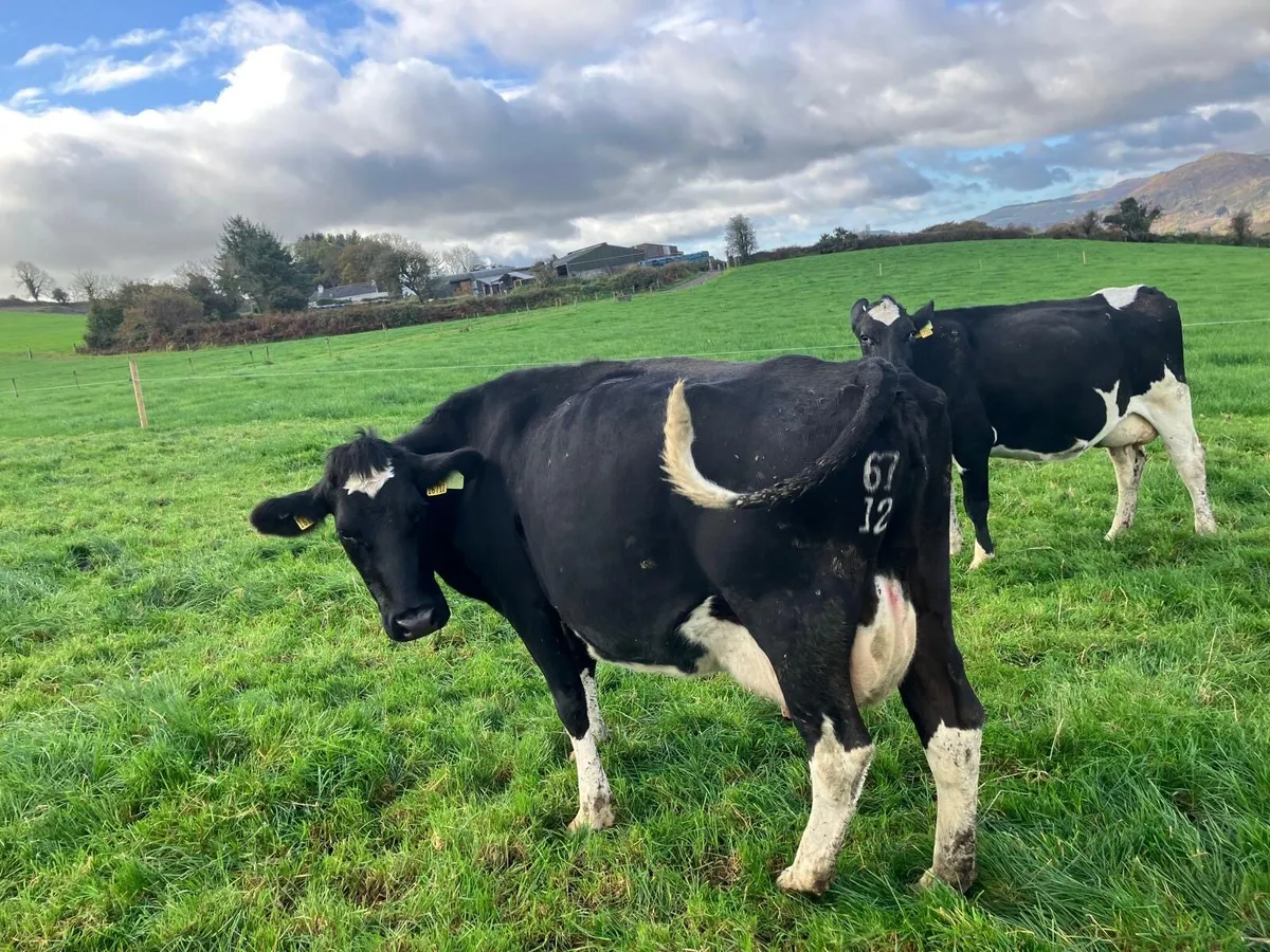 Dairy cows for sale - Image 2