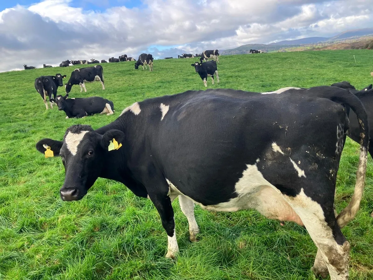 Dairy cows for sale - Image 3