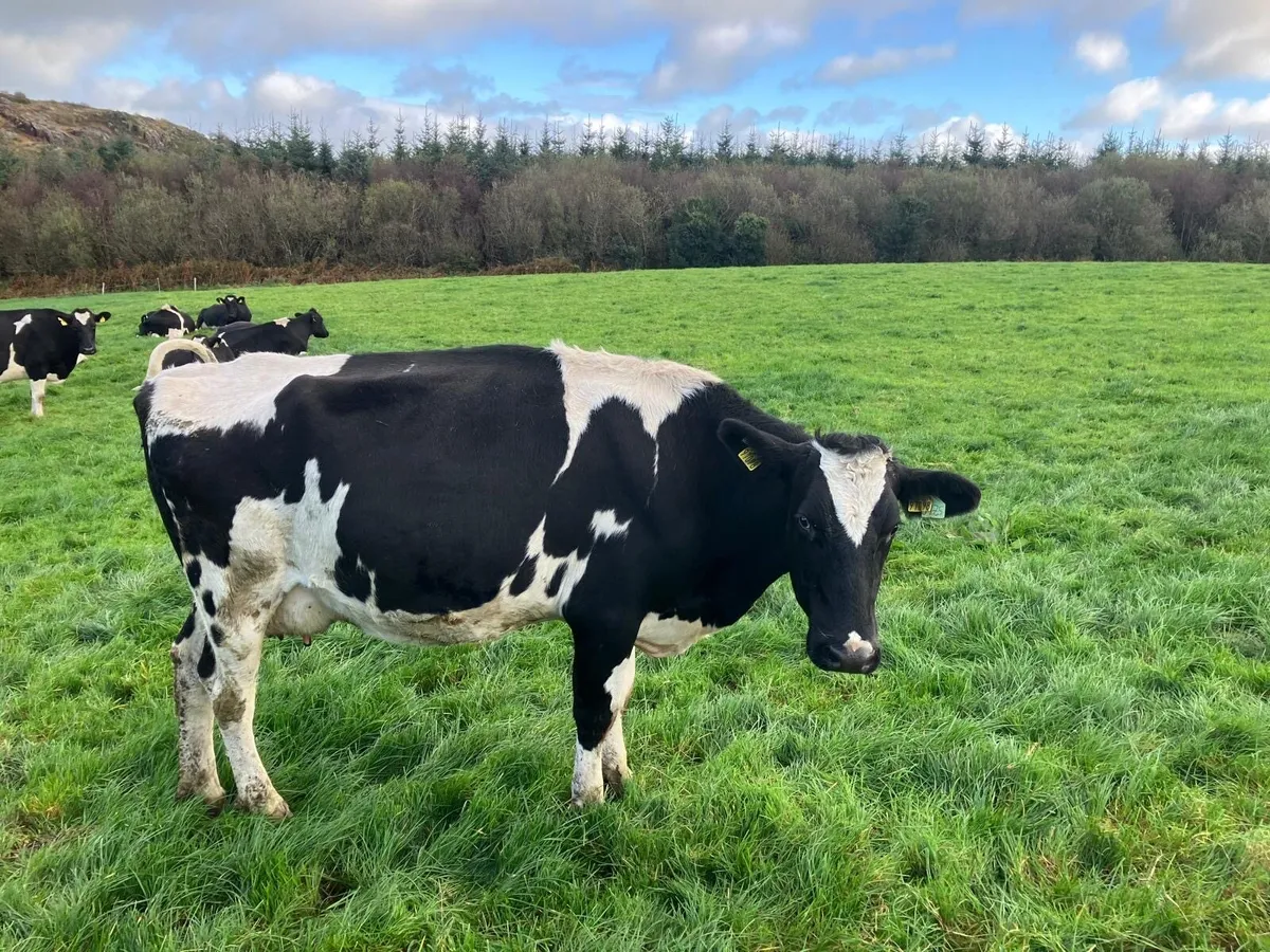 Dairy cows for sale - Image 4