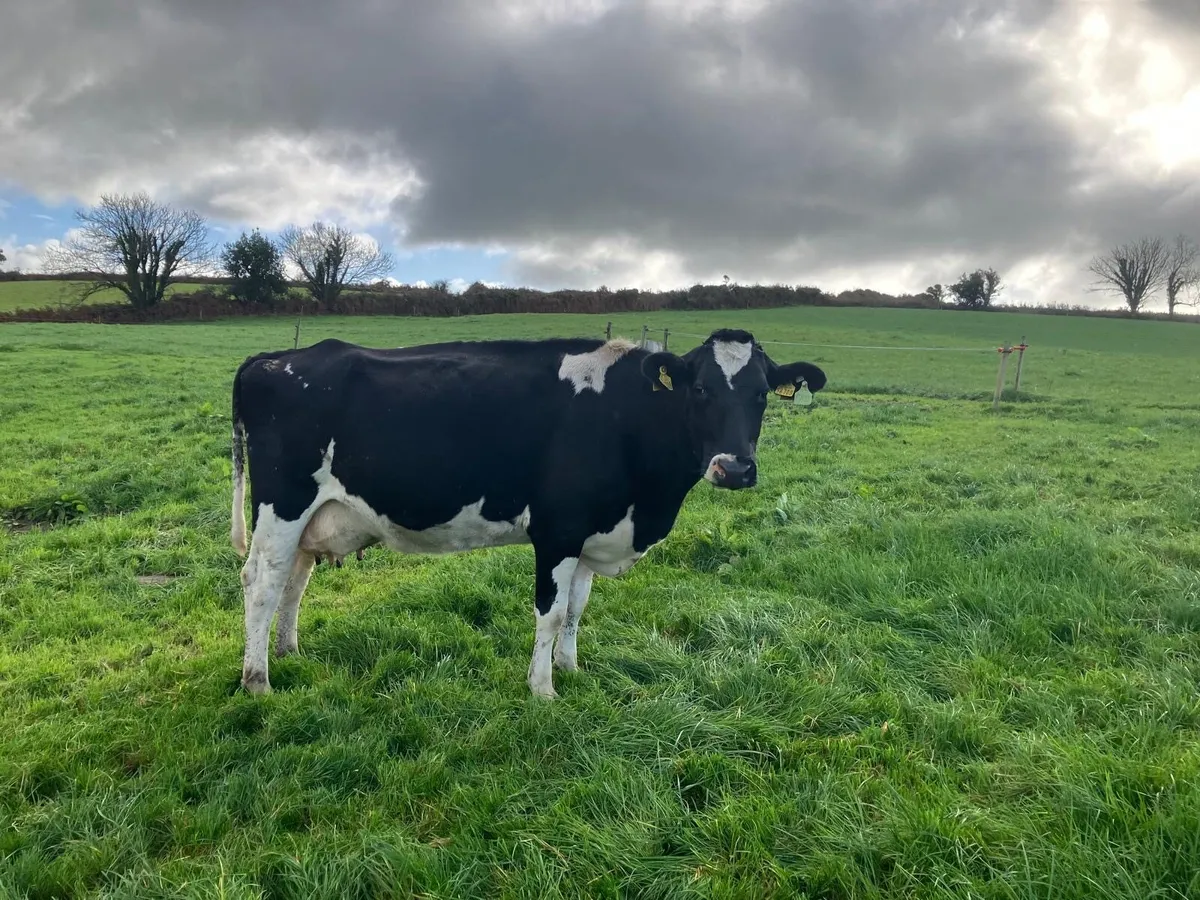 Dairy cows for sale - Image 1