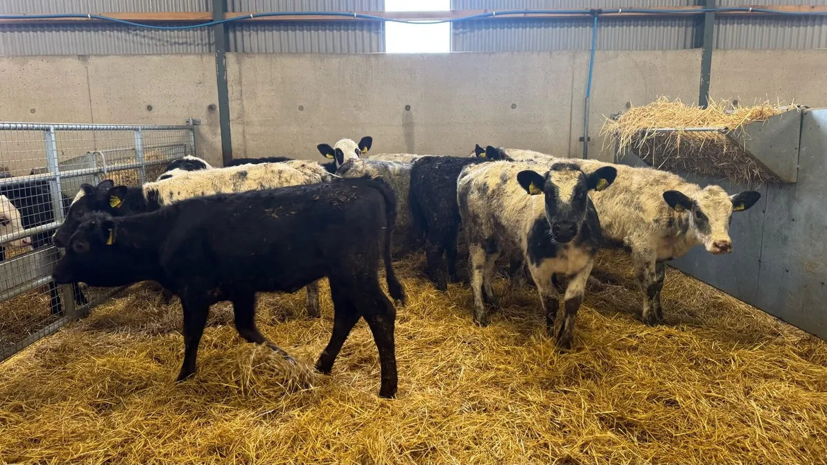 Continental Heifers - Image 1