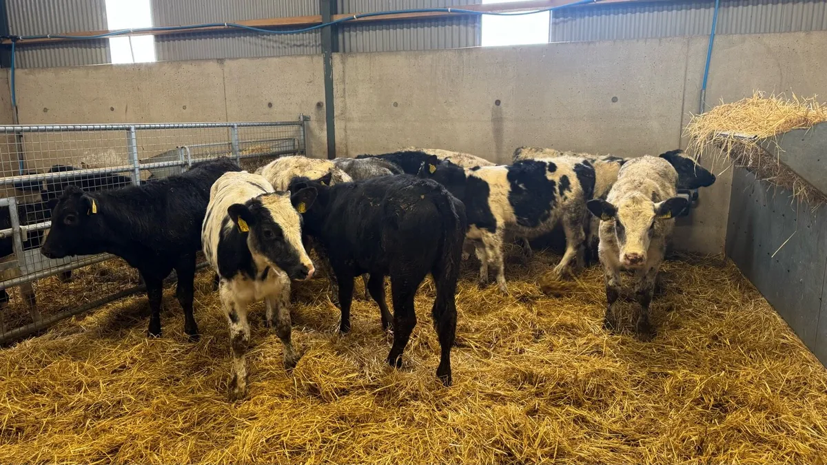 Continental Heifers - Image 2