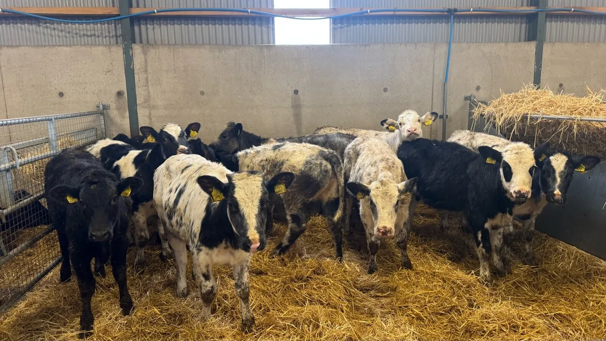 Continental Heifers - Image 3