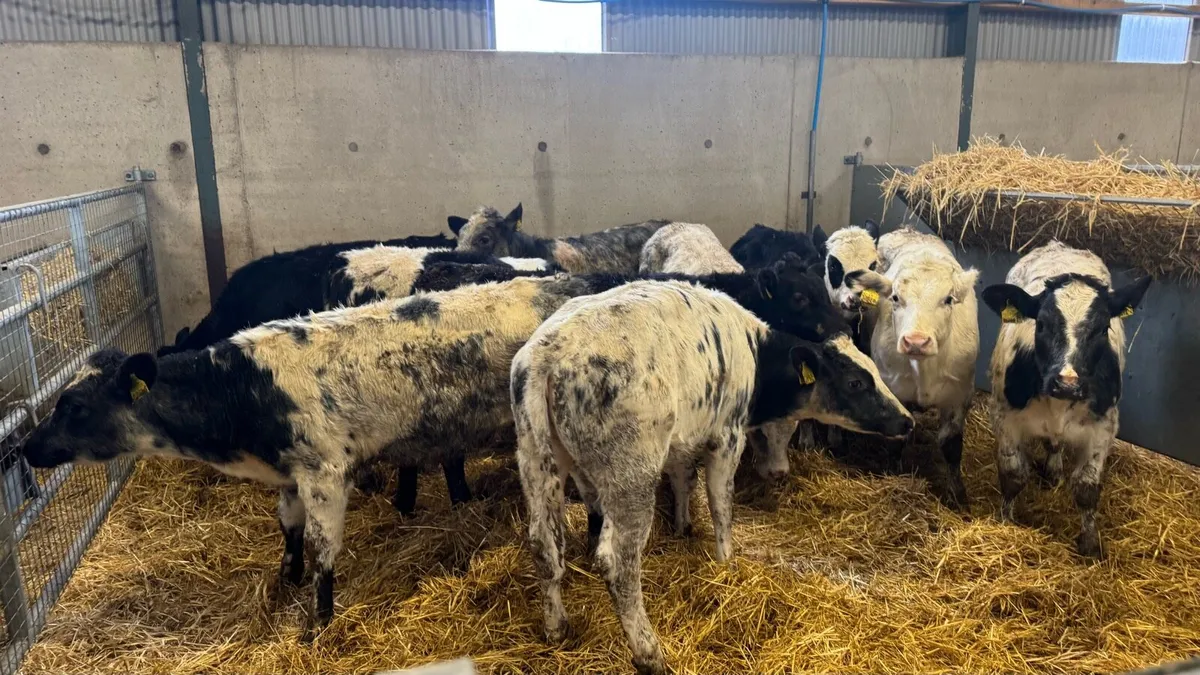 Continental Heifers - Image 4