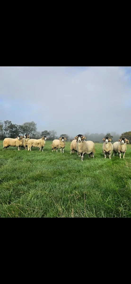 Swaledale Shearling Rams - Image 1