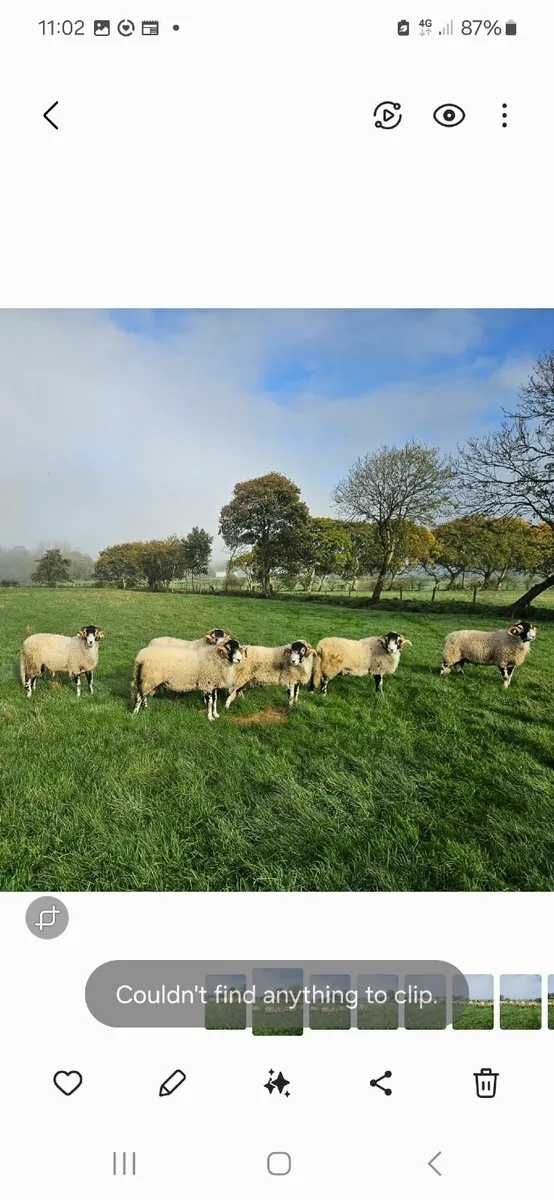 Swaledale Shearling Rams - Image 2