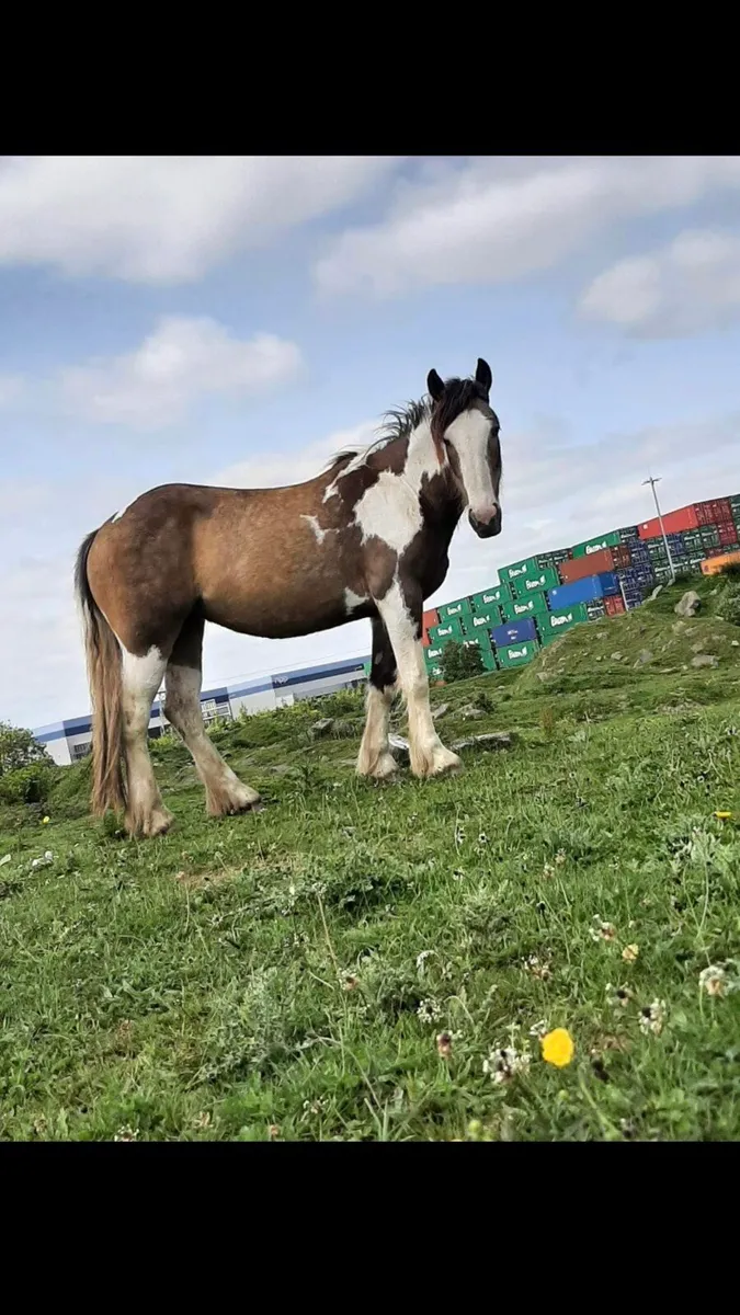 ☘️Irish draught X Cob Mare 15.2 - Image 1