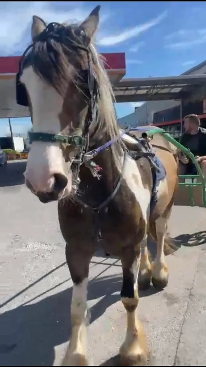 ☘️Irish draught X Cob Mare 15.2 - Image 2