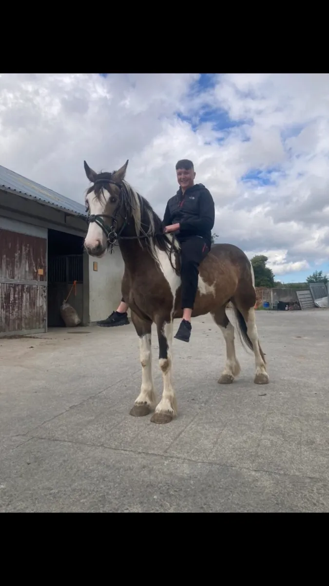 ☘️Irish draught X Cob Mare 15.2 - Image 3