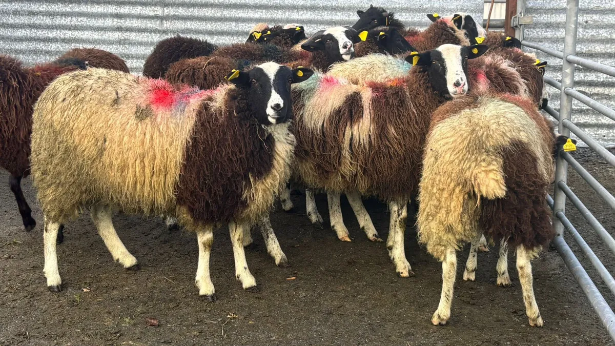 12 Jacob Ewe Lambs - Image 3