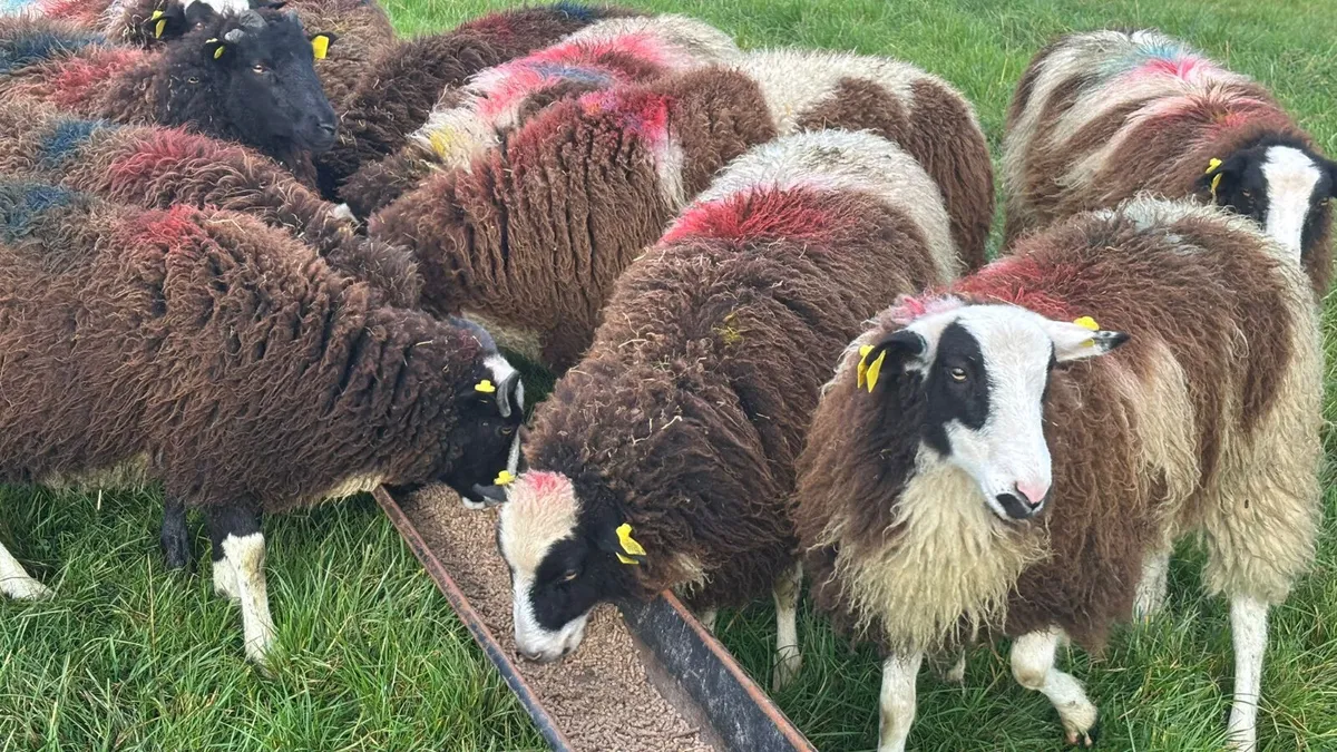 12 Jacob Ewe Lambs - Image 4