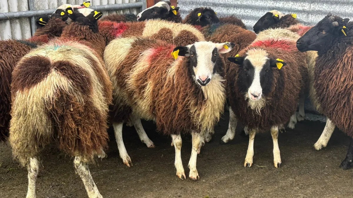 12 Jacob Ewe Lambs - Image 2