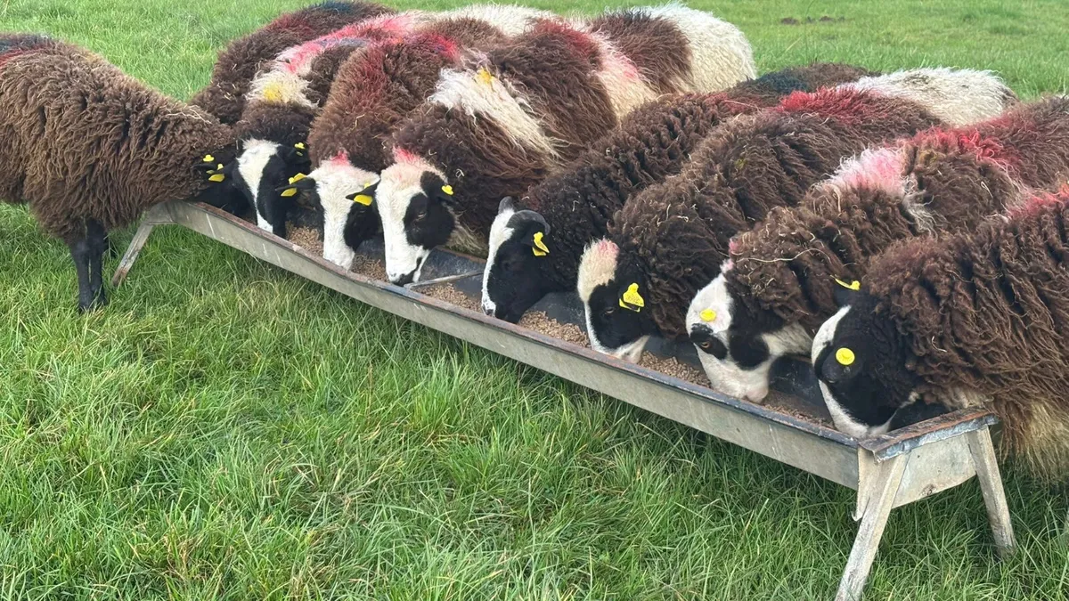 12 Jacob Ewe Lambs - Image 1