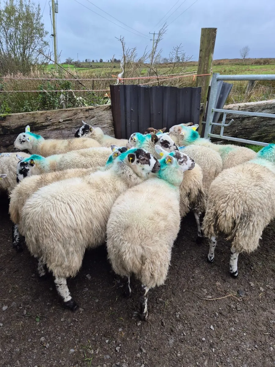 Crossbred Ewe Lambs - Image 1