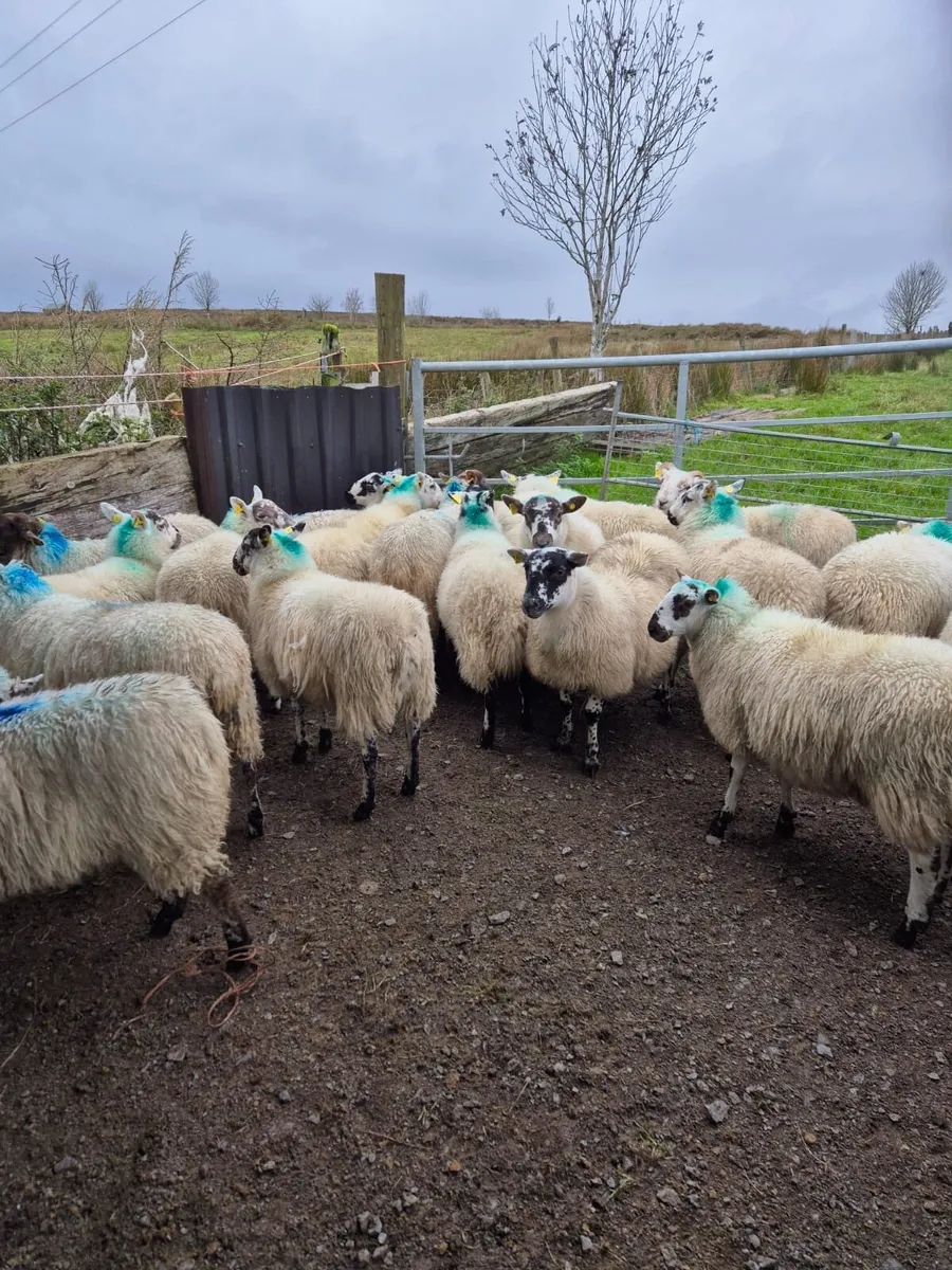 Crossbred Ewe Lambs - Image 2