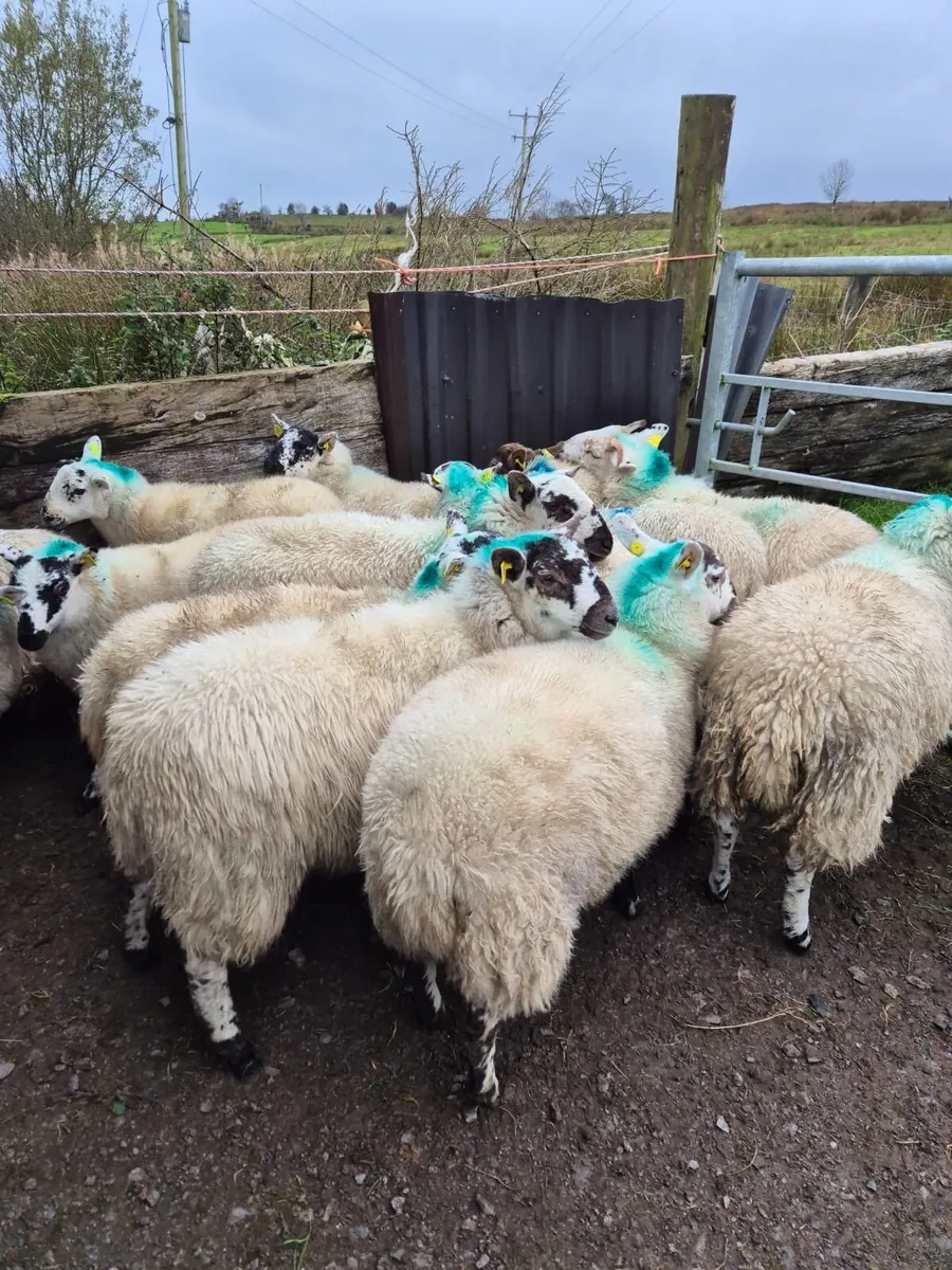 Crossbred Ewe Lambs - Image 3