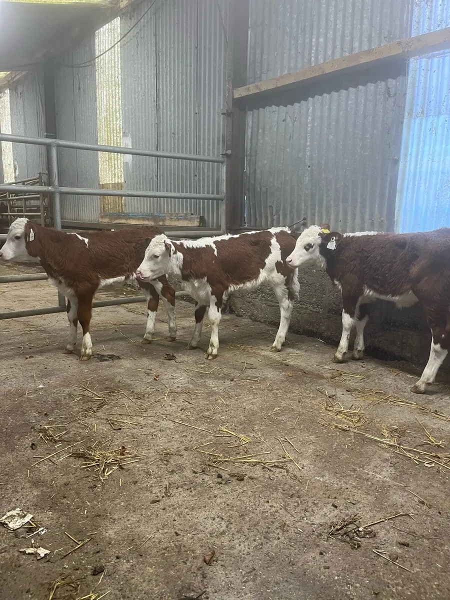 3 smashing red whitehead heifer calves - Image 1