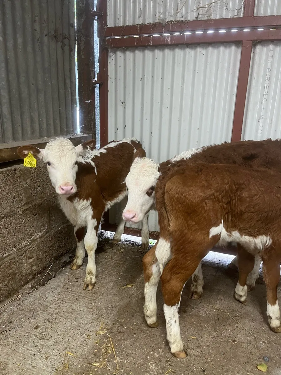 3 smashing red whitehead heifer calves - Image 2