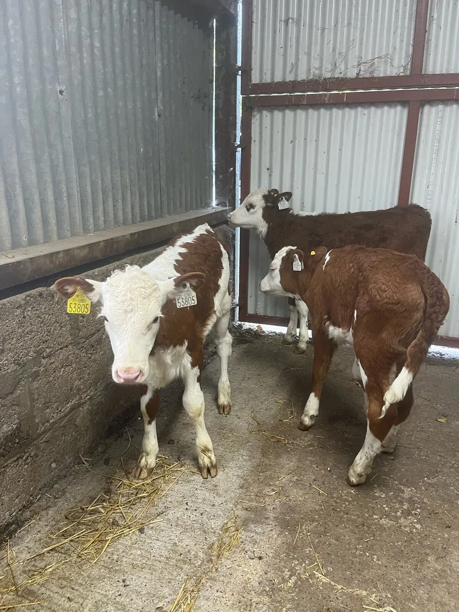 3 smashing red whitehead heifer calves - Image 3