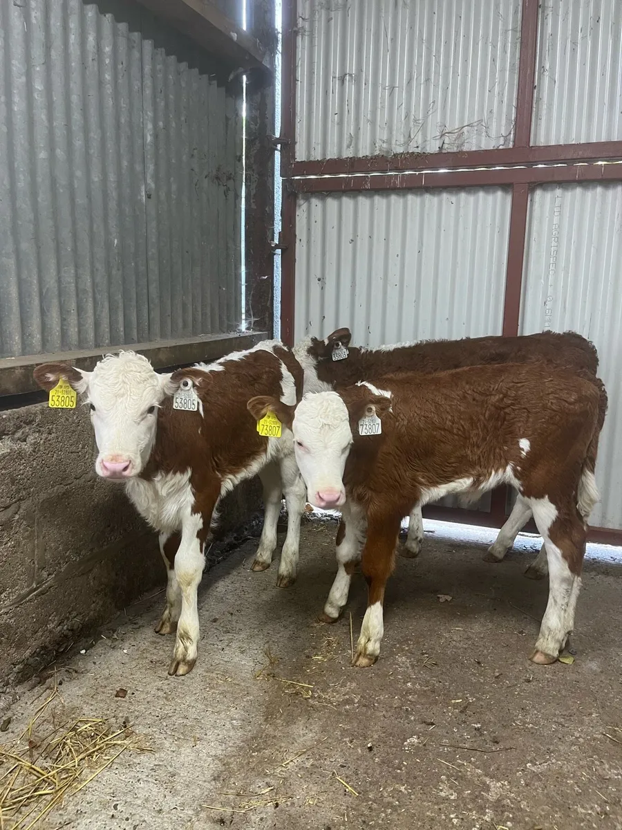 3 smashing red whitehead heifer calves - Image 4