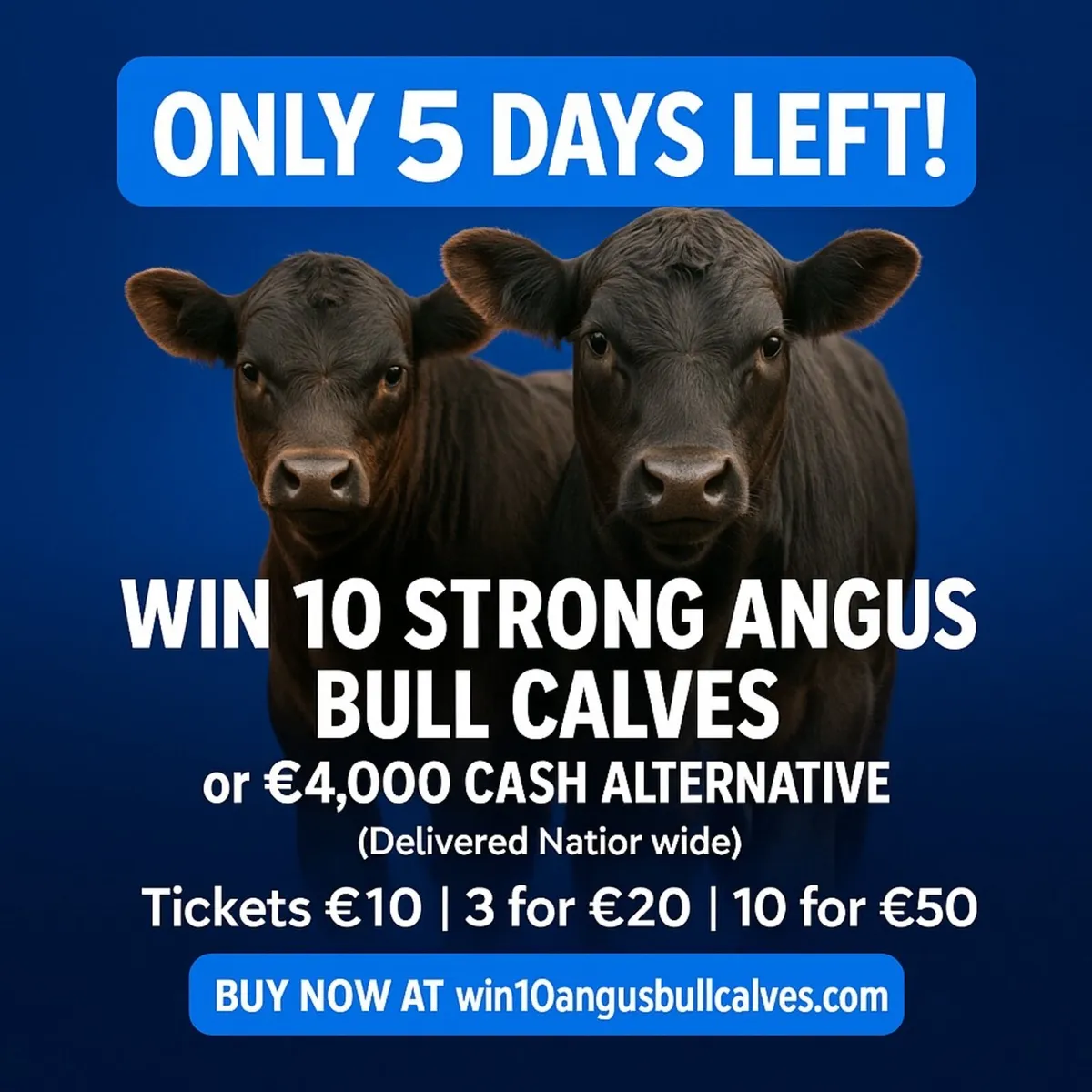 Angus Calves - Image 1
