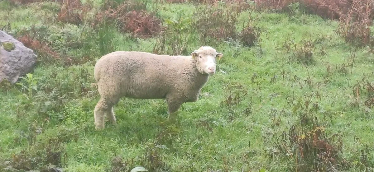 Dorset hogget ram - Image 4