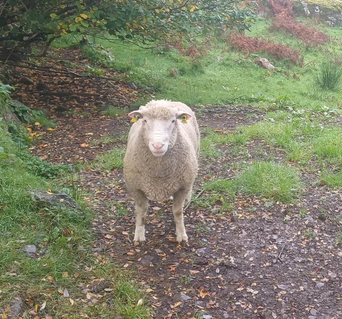 Dorset hogget ram - Image 1