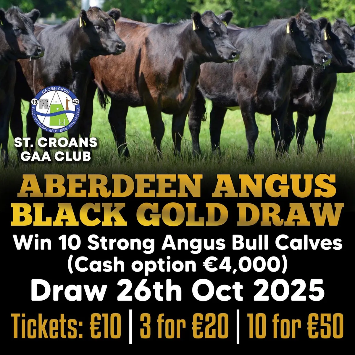 Angus Calves - Image 2