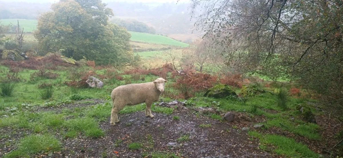 Dorset hogget ram - Image 3