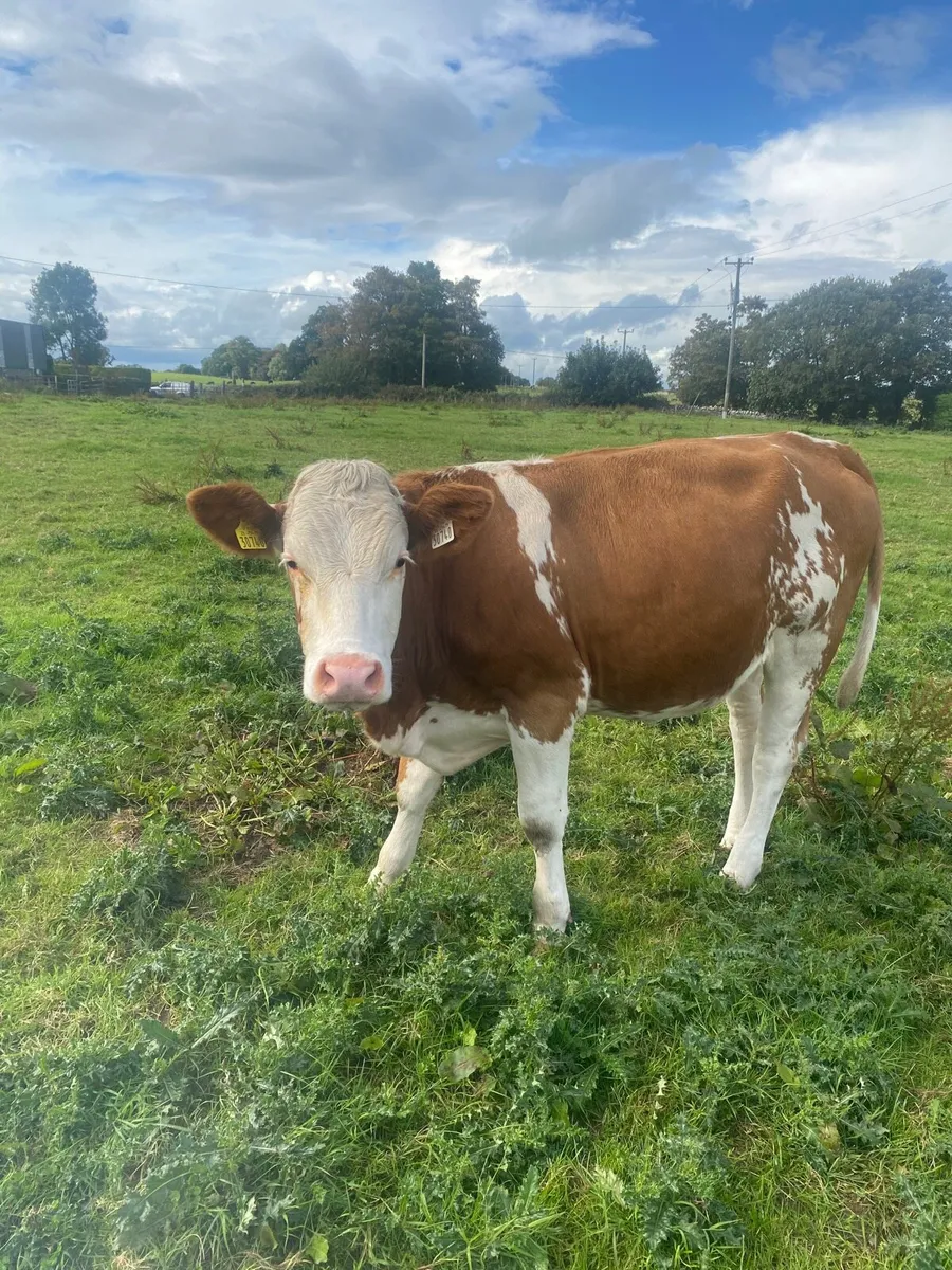 In calf heifers Tullamore mart tonight - Image 1