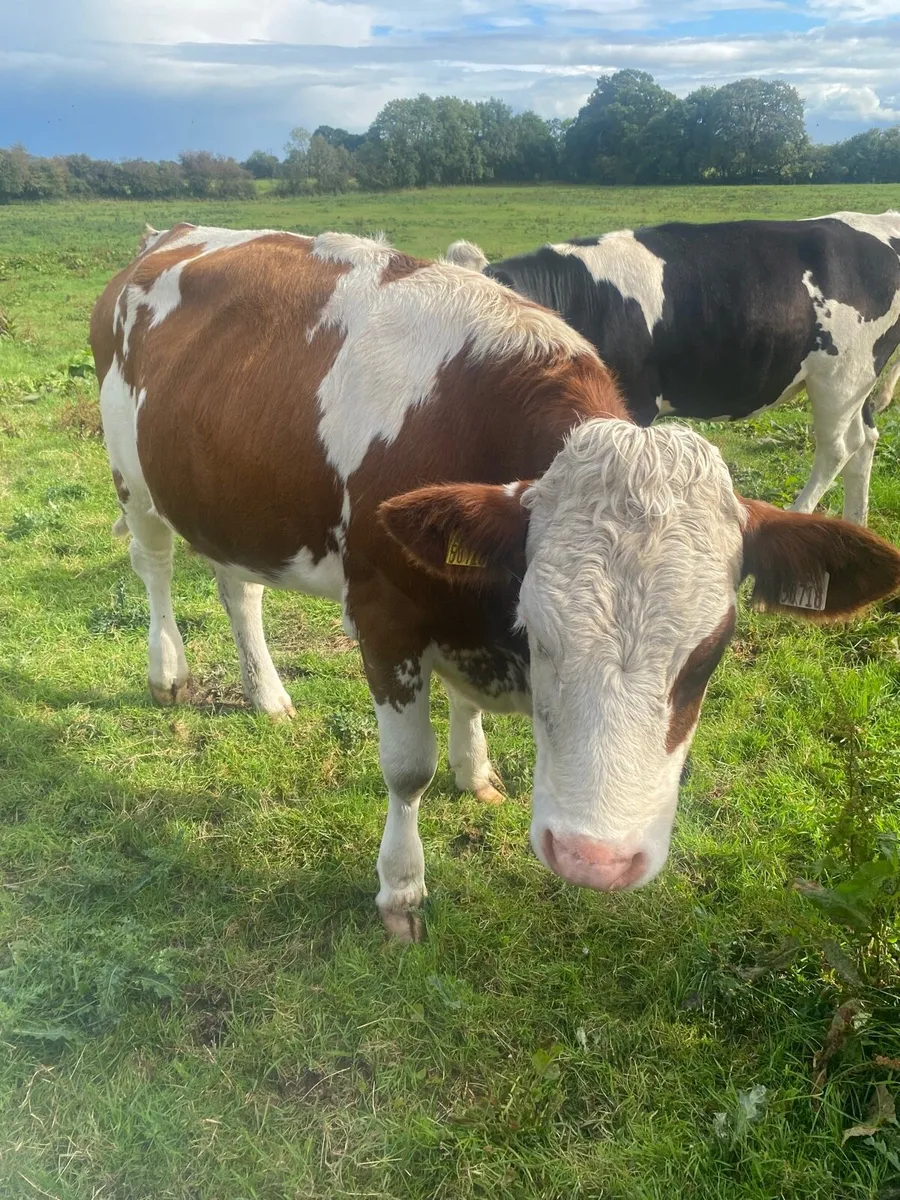 In calf heifers Tullamore mart tonight - Image 2