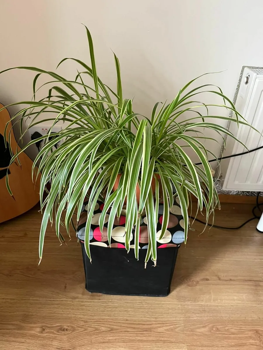 Set of 6 spider plants - Image 1