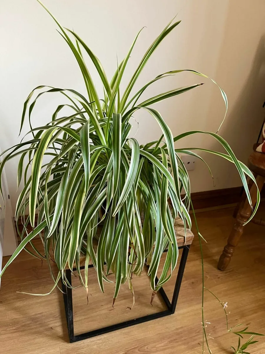Set of 6 spider plants - Image 2