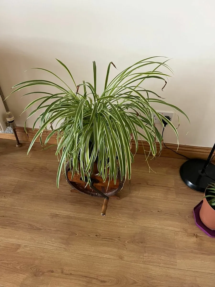 Set of 6 spider plants - Image 3