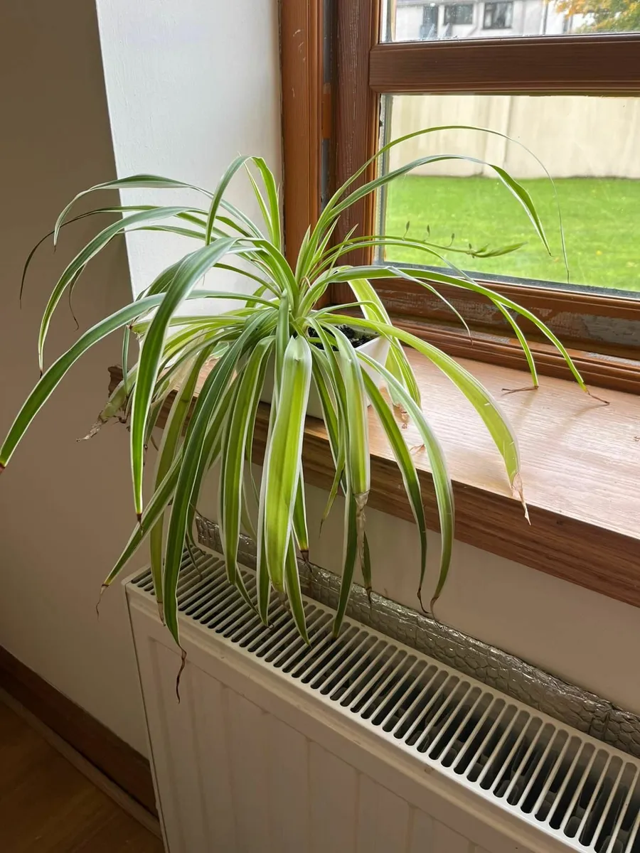 Set of 6 spider plants - Image 4