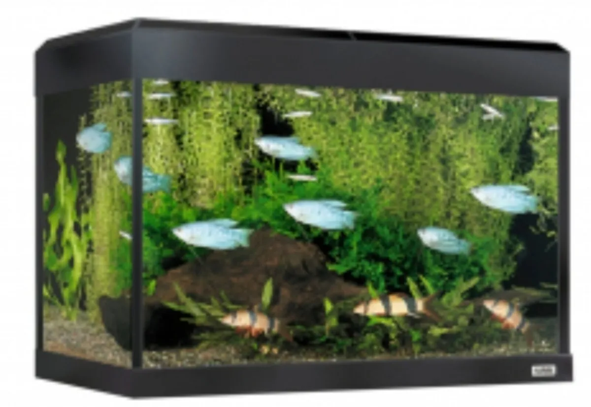 Glass Fish Tank