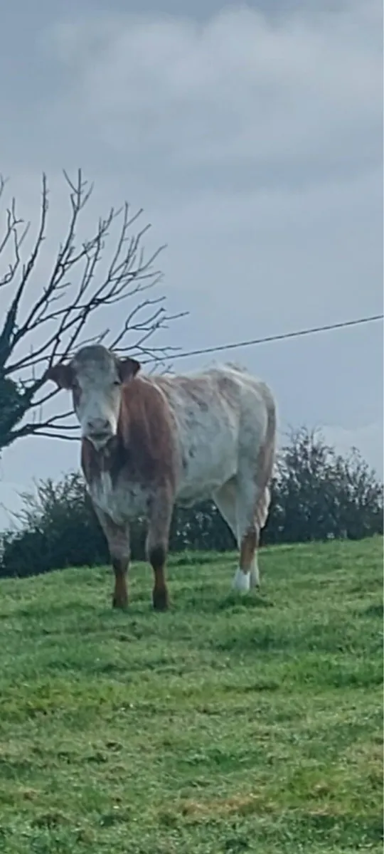 Super in calf heifers - Image 1