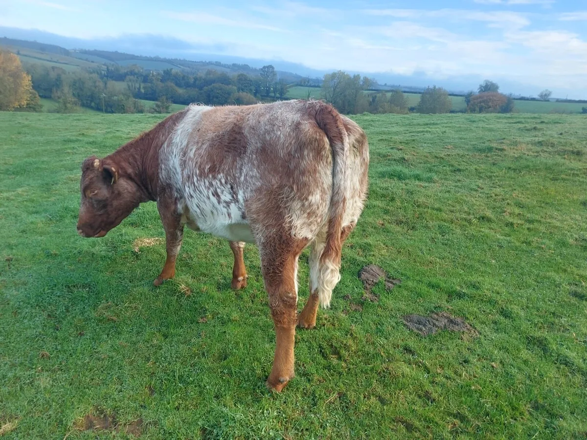 Super in calf heifers - Image 2