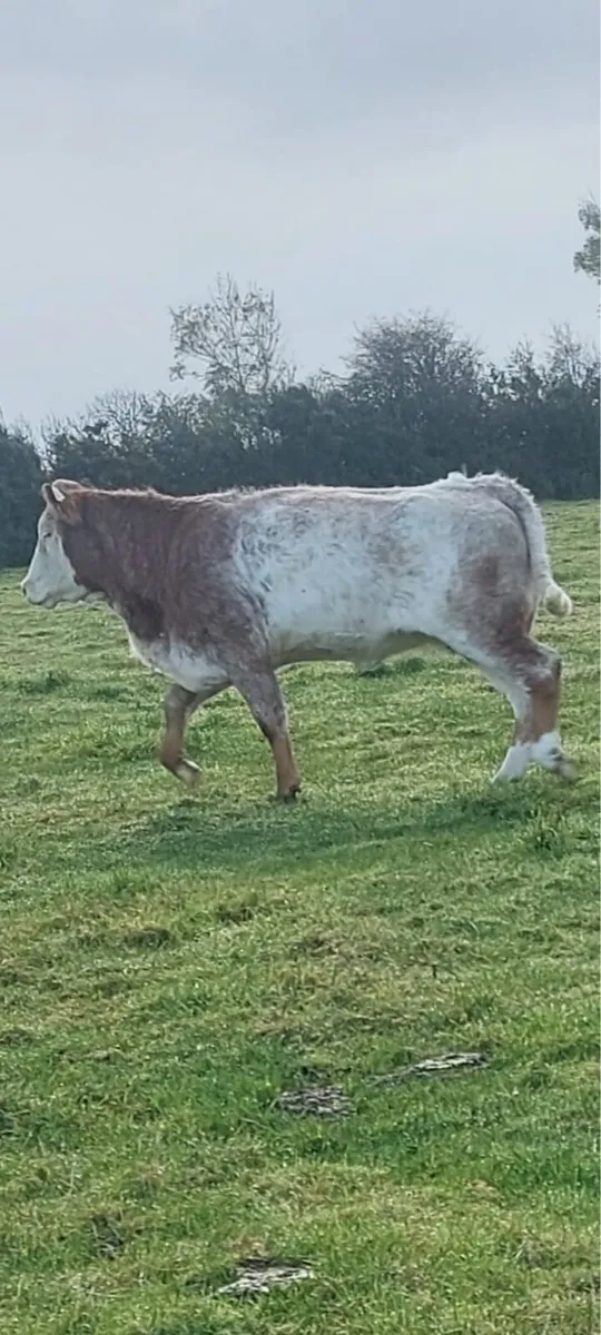 Super in calf heifers - Image 3