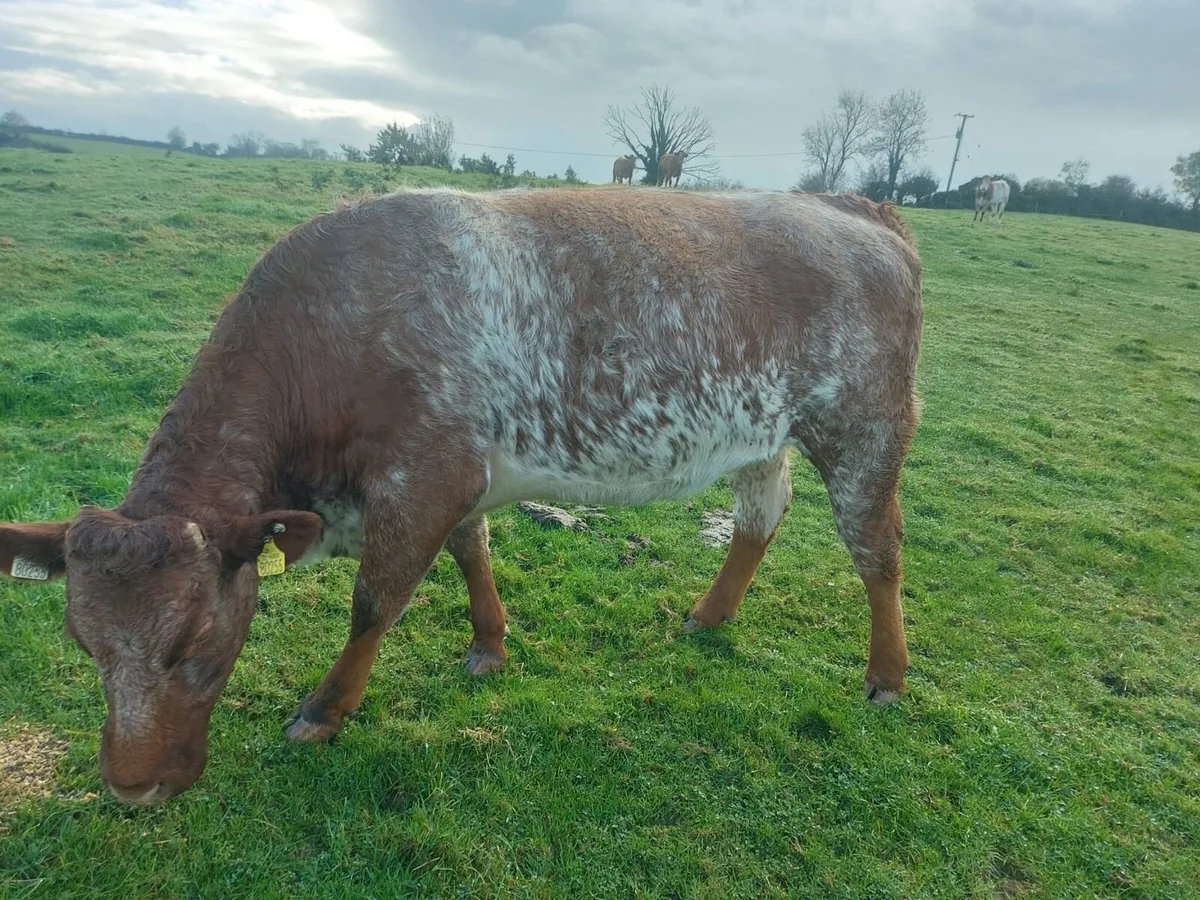 Super in calf heifers - Image 4