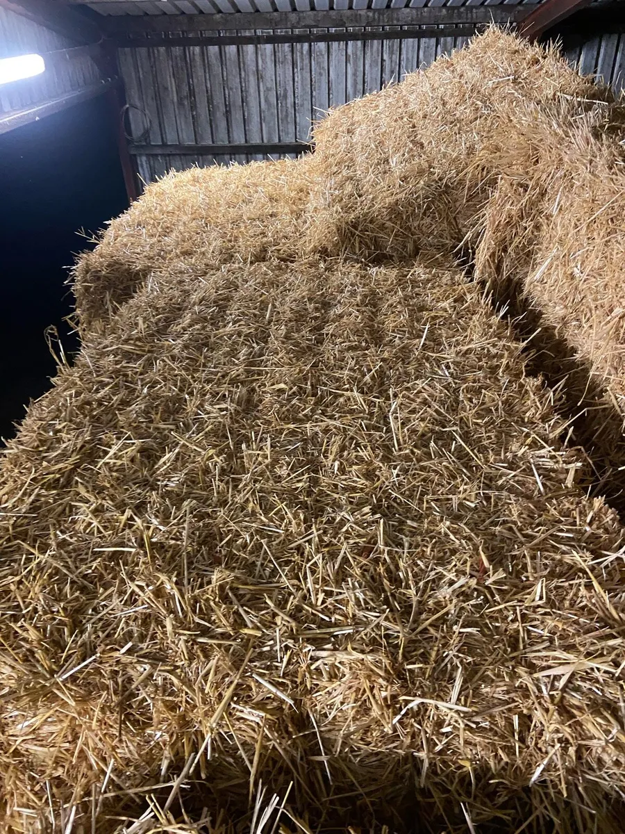 Barley Straw - Image 1