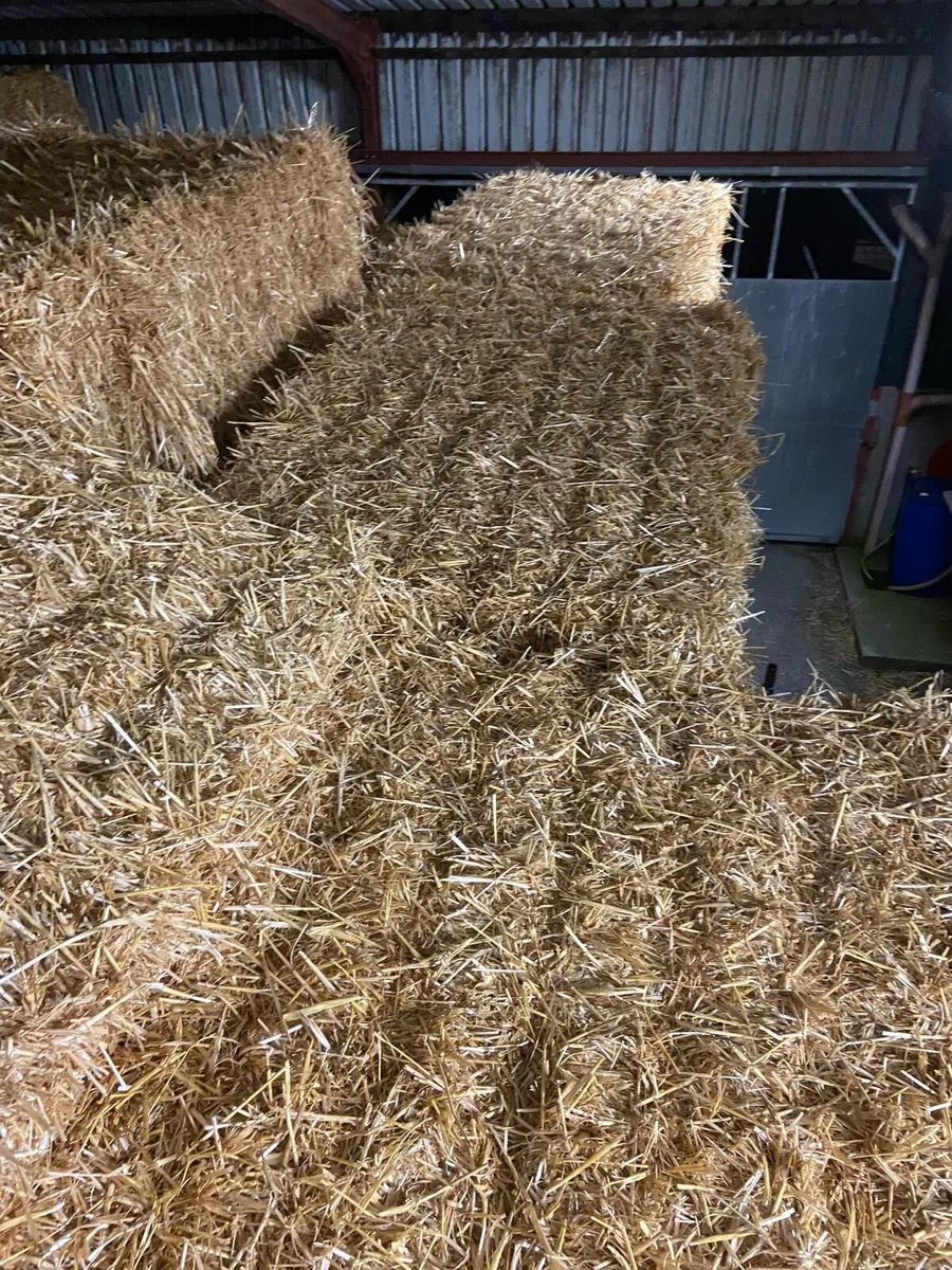 Barley Straw - Image 2