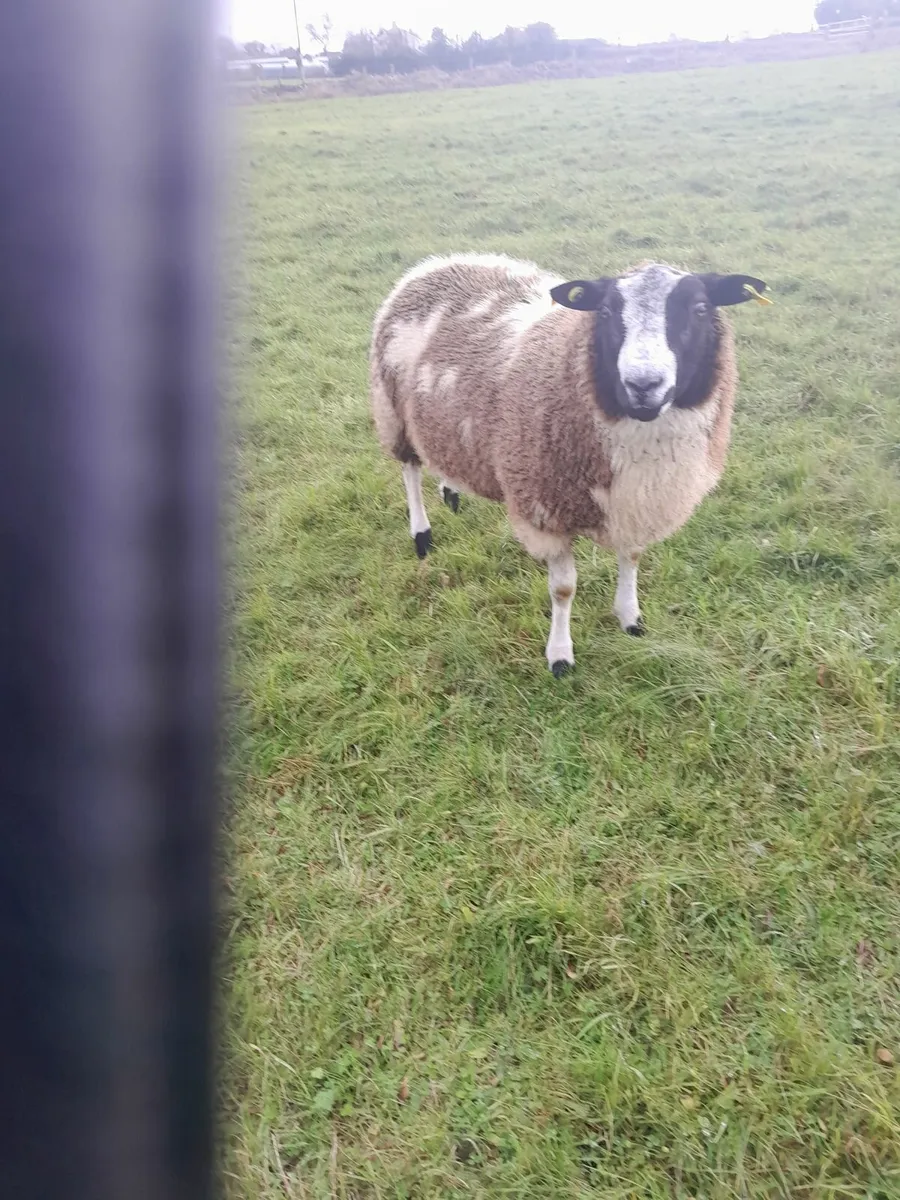 Dutch spotted rsm lamb - Image 1